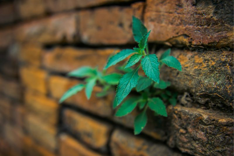 Afbeelding van een plant die uit de muur komt